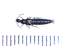 Philonthus carbonarius