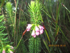 Erica abietina constantiana