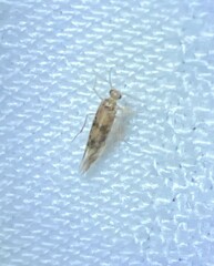 Trichopsocus