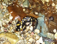 Salamandra corsica