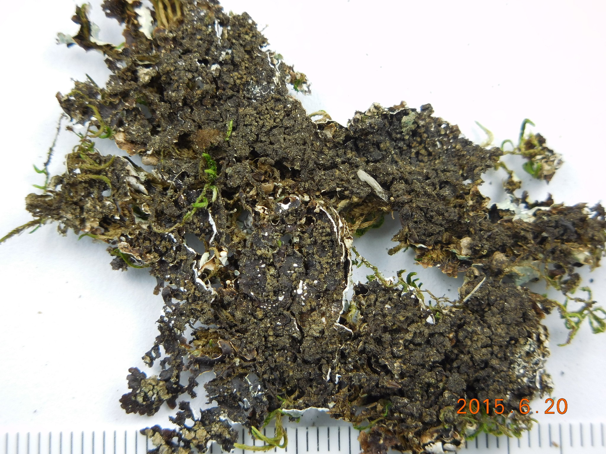 Punctelia stictica image