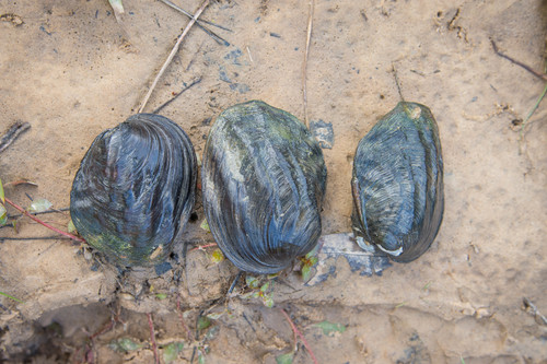 Three-ridge Mussel