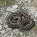 Adder - Photo (c) martind, some rights reserved (CC BY-NC), uploaded by martind