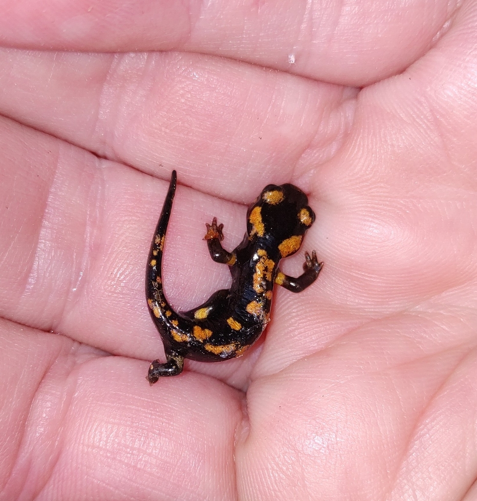 Corsican Fire Salamander from 20126 Évisa, Frankreich on June 15, 2022 ...