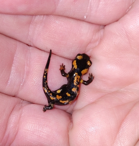Corsican Fire Salamander