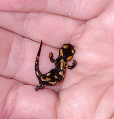 Salamandra corsica
