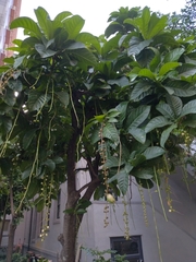 Barringtonia racemosa