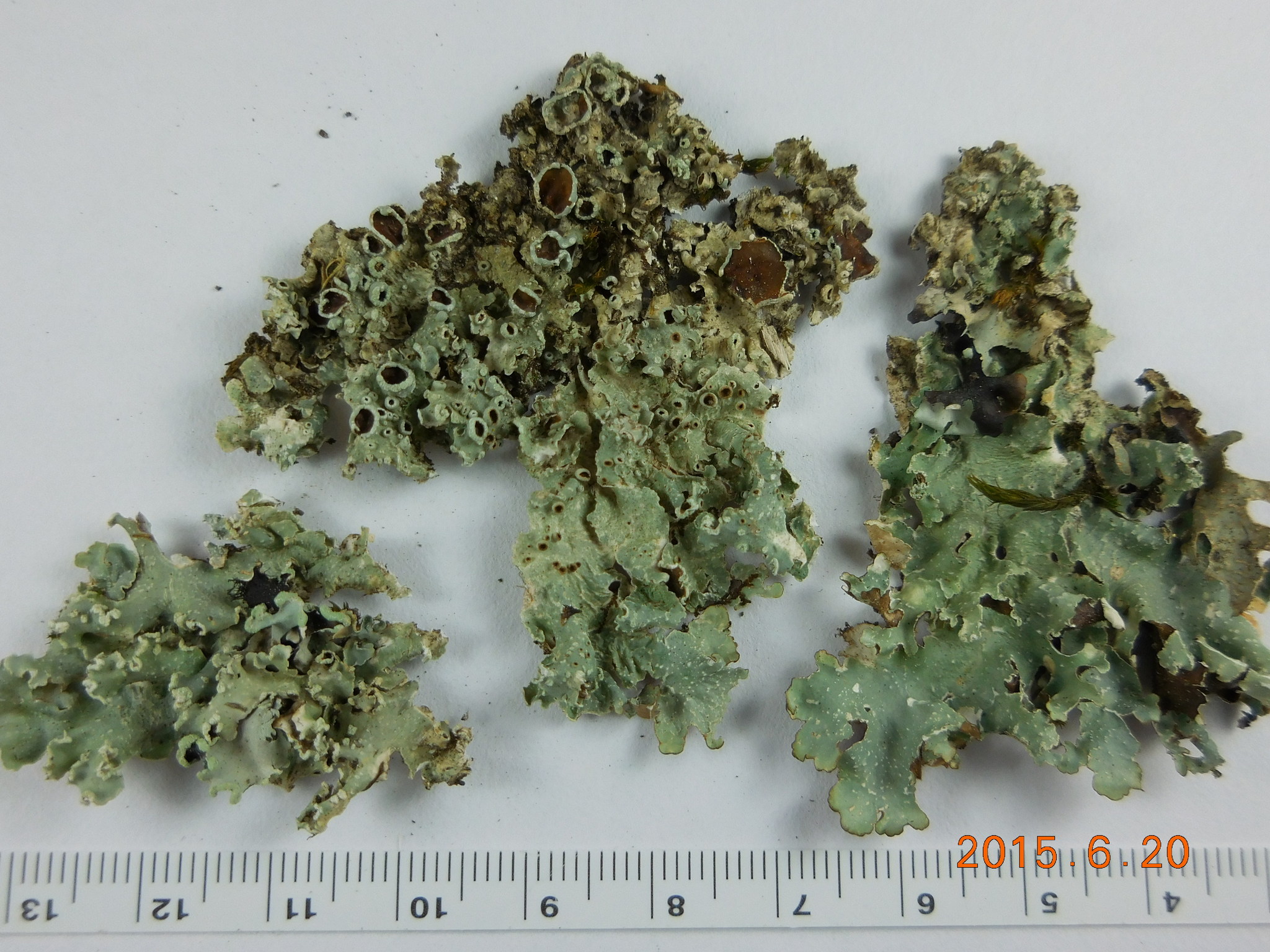 Punctelia punctilla image