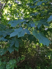 Acer platanoides