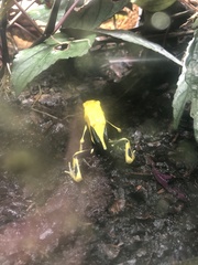Dendrobates