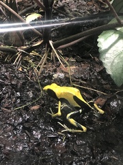 Dendrobates