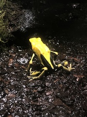 Dendrobates