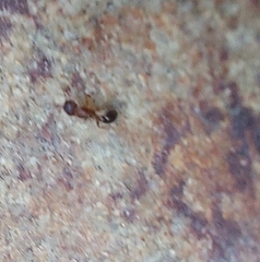 Pheidole megacephala