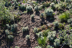 Xiphotheca lanceolata