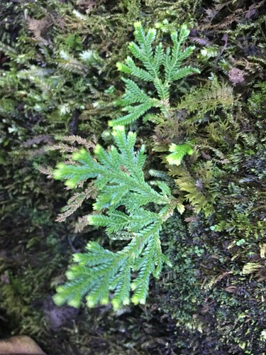 Selaginella arbuscula observed 2018-06-30