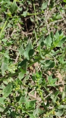 Patellifolia procumbens