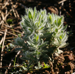 Xiphotheca lanceolata