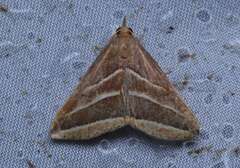 Bleptina albolinealis