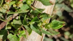 Patellifolia procumbens