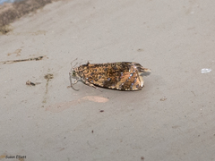 Olethreutes astrologana