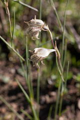 Gladiolus recurvus