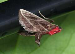 Toccolosida rubriceps