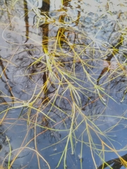 Isolepis fluitans