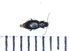 Bembidion obtusum