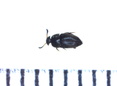 Ptomaphagus