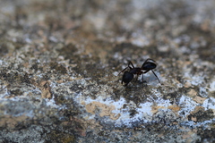 Camponotus barbaricus
