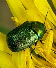 Cryptocephalus aureolus