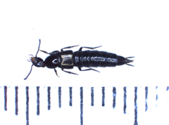 Philonthus carbonarius