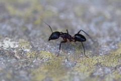 Camponotus barbaricus