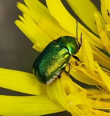 Cryptocephalus aureolus