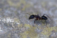 Camponotus barbaricus