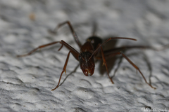 Camponotus sylvaticus