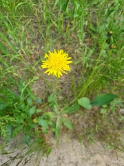 Cryptocephalus aureolus