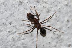 Camponotus sylvaticus