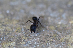 Camponotus barbaricus