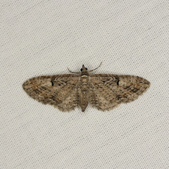 Eupithecia graefii