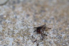 Paratrechina longicornis