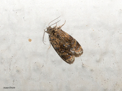 Olethreutes astrologana