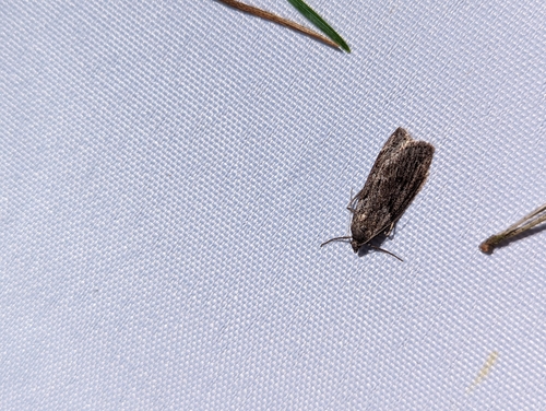 Horse Chestnut Moth, 3971 Driebergen-Rijsenburg, Netherlands, photo 6 of 10