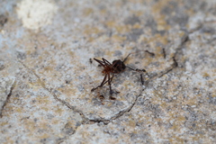Paratrechina longicornis