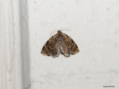 Olethreutes astrologana
