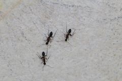 Camponotus barbaricus