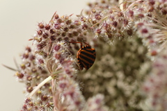 Graphosoma lineatum lineatum