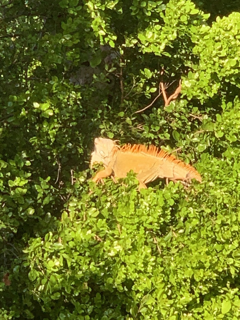 Green Iguana from Mariners Hospital Tavernier, Tavernier, FL, US on