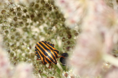 Graphosoma lineatum lineatum