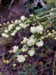 Acacia alata